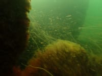 7.000 tons norske kampesten bringer liv til den kedelige havbund: En oase under overfladen, der nu skal udvides