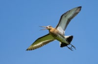 Den store kobbersneppe yngler her: Stort sønderjysk marskområde hjælper sårbare fugle 