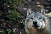 Forsker: Ulven er en gevinst for dansk natur