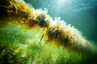 Fiskeren Mogens fanger masser tang og ingen fisk – og det er ikke så ringe endda