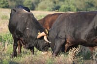 Tauros-oksen traver ud af titanernes tid - og ind på en lollandsk vildmark