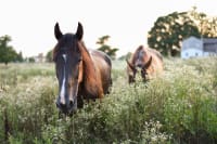 Elge og vilde heste tramper løs på invasive arter