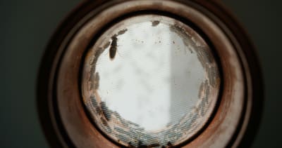 Bæredygtige proteiner - fra insekter til fiskefoder