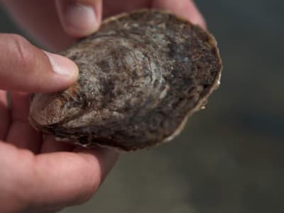 Arktis under forandring - Polarhavenes biodiversitet