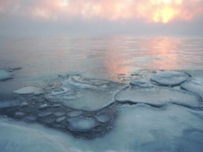 Arktis under forandring - Polarhavenes biodiversitet