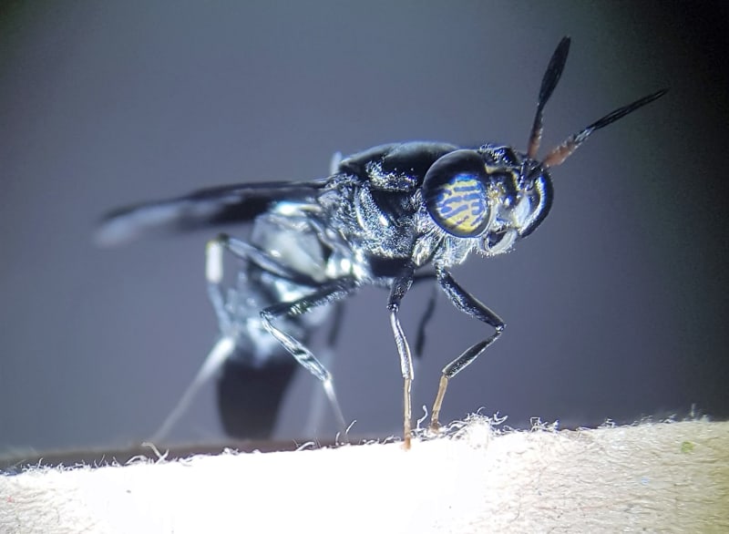 De larver, der ikke bliver høstet, udvikler sig til fuldvoksne soldaterfluer, der lægger næste generation æg. Foto: Enorm Biofactory