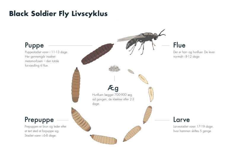 Soldaterfluen vokser utroligt hurtigt, og fluelarverne kan høstes efter 17 dage. Foto: Enorm Biofactory