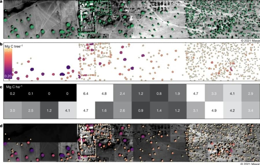 Et eksempel på satellitbillederne, der afdækker området. Foto: https://trees.pgc.umn.edu/app