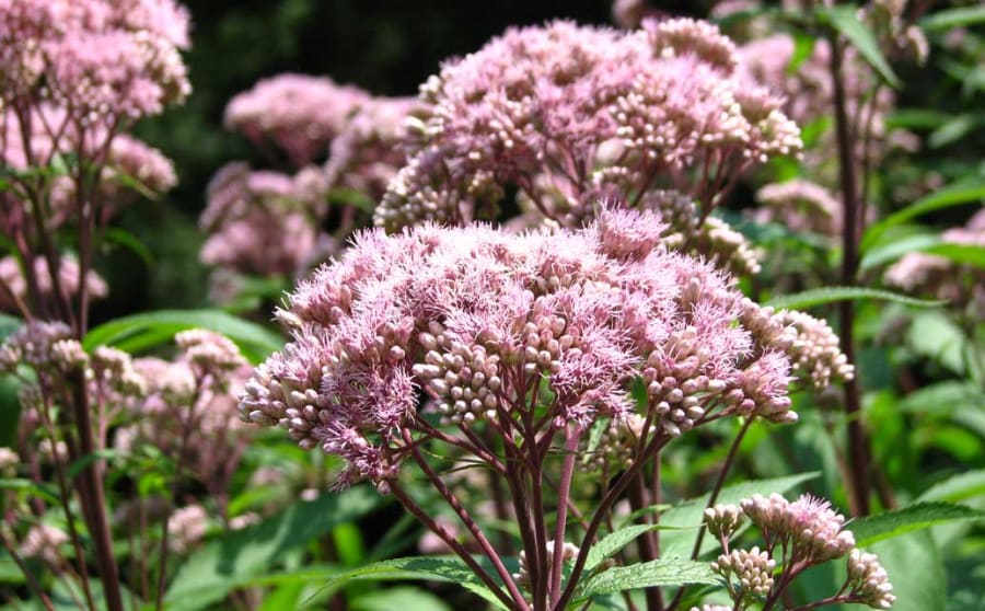 Sommerfugle er meget glade for den danske plante hjorterøst, da den indeholder meget nektar. Foto: Wikimedia Commons