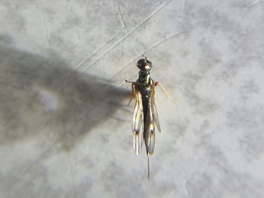 Snyltehvepsen Trigonoderus filatus er den anden af de to nye arter, der blev fundet i Nordsjælland. Foto: Oskar Zytnik