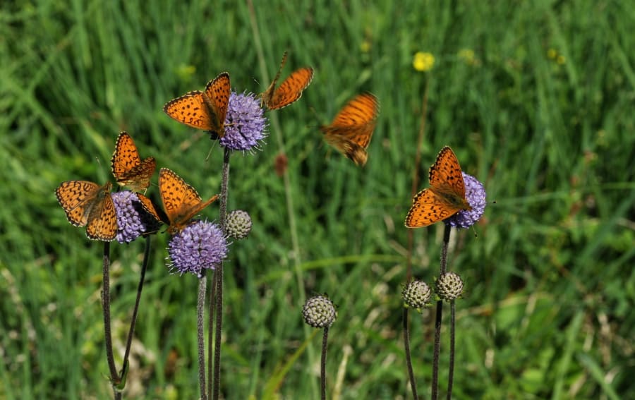 Engperlemorsommerfugle er kræsne - men er også vendt tilbage til Bornholm. Foto: Michael Stoltze