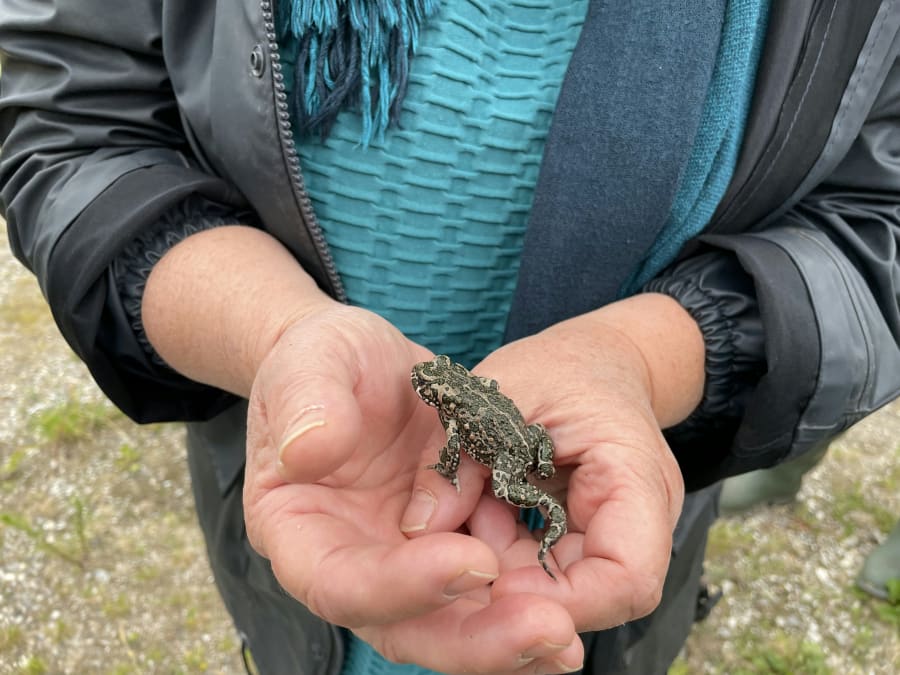 En orøsk tudse på spring