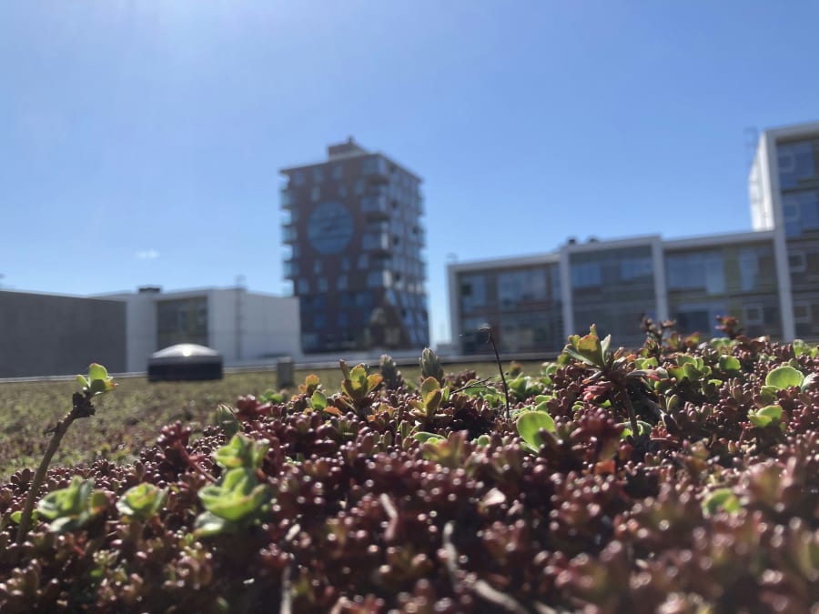 Sedum kan til forveksling ligne græs, men er faktisk stenurt med tykke, flade blade og gule, hvide eller rødlige blomster. Foto: Nature Impact.
