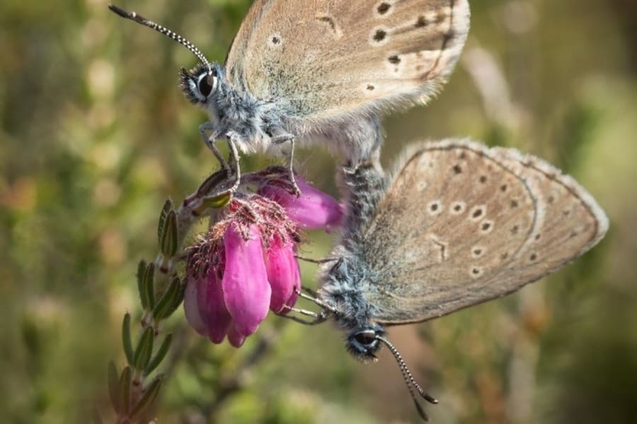 Ensianblåfuglen er én af de sjældne arter, der skal have bedre vilkår takket være Naturalliancens indsats. Foto: Susanne Worm