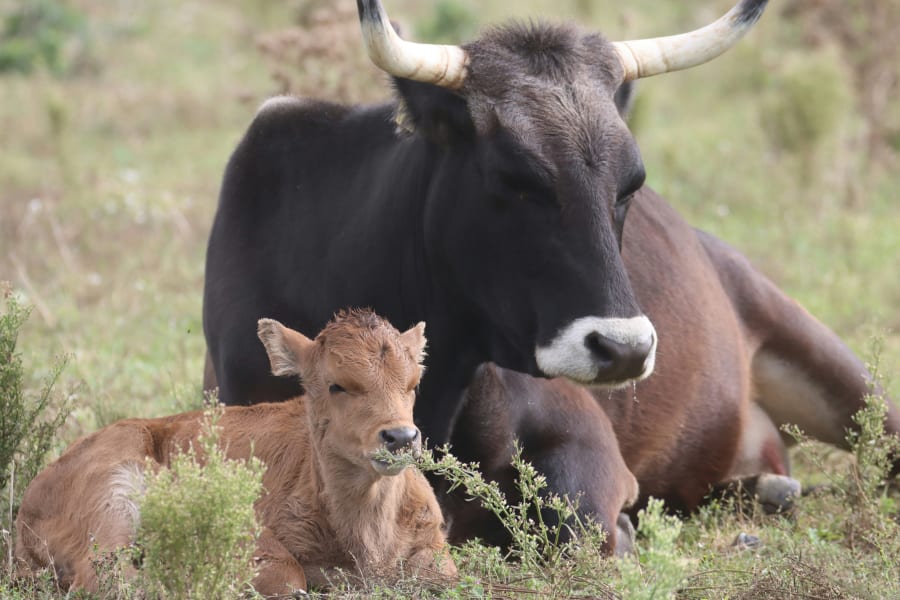 I de første uger gemmer tauros-kalvene sig for rovdyr, og køerne opsøger dem kun for at lade dem dige. Det er en helt anden adfærd, end tamkvæg har. Foto: Hempel Fonden