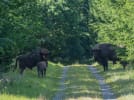 Tilbage i 2012 blev der sat seks bisonkøer og én bisontyr ud i Bisonskoven i Almindingen på Bornholm. I dag er der 10 bisoner i skoven. Foto: MortenChr, iStock.