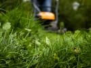 Hvis du vil gøre noget for naturen, så prøv for eksempel at lade et stykke af græsset slippe for plæneklipperen. Foto: CCBY Frida Eyjolfs