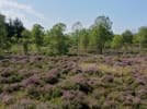 Lyng i Hals Mose. Foto: Den Danske Naturfond.