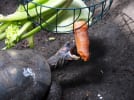 Selv gamle grøntsager kan gavne. Her hos en skildpadde i Københavns Zoo. Foto: CCBY Alyssa Heaton