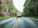 Ny rapport viser, at det betyder derfor meget for danskerne, at man anlægger vejene således, at værdifuld natur ikke bliver påvirket. Foto: Donnie Rosie on Unsplash