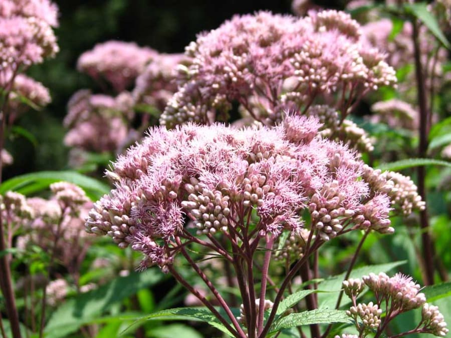 Sommerfugle er meget glade for den danske plante hjorterøst, da den indeholder meget nektar. Foto: Wikimedia Commons