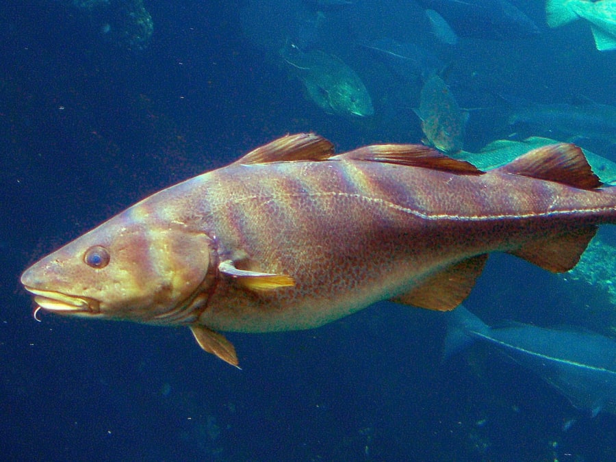 Torsken er blandt de fisk, der potentielt kan nyde gavn af de kommende stenrev. Foto: Wikipedia Commons