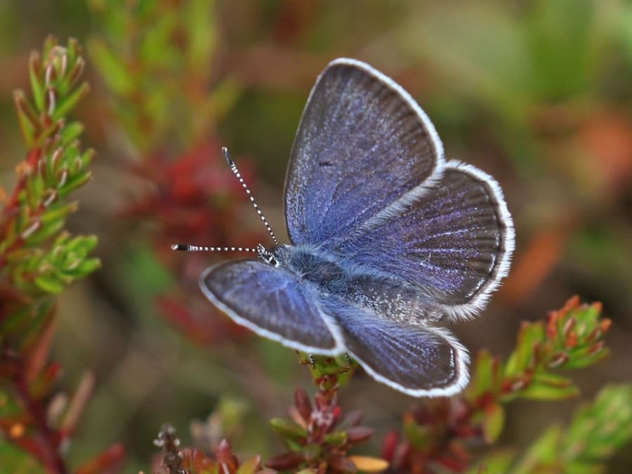 Bølleblåfuglen har sit navn, da dens larver blandt andet lever af mosebøllebær. Foto: Pia Odgaard/Den Danske Naturfond