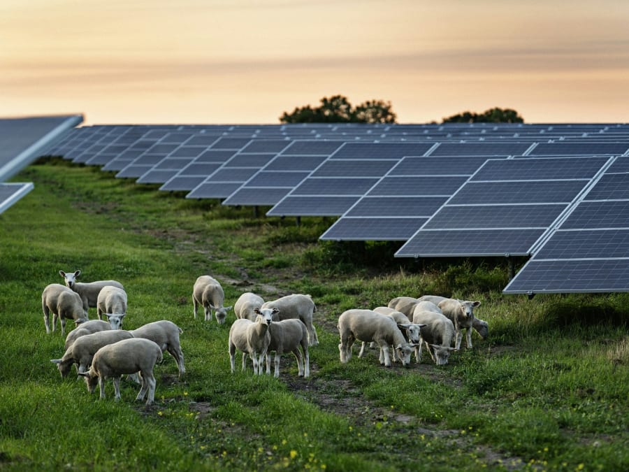 Flere og flere solceller på land giver grøn strøm i Danmark. Foto: Dansk Solcelleforening