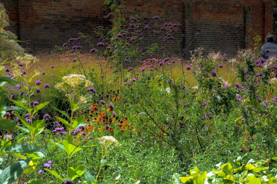 Lad naturen gå sin gang i din have. Insekter, planter og CO2-regnskab vil takke dig for det. Foto: Clive Varley CCBY