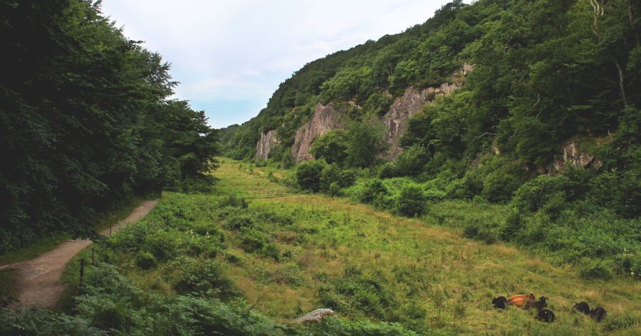 Et flertal af danskere ønsker at få mere urørt natur i Danmark. Foto: Lauge Eilsøe-Madsen