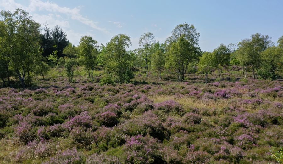 Lyng i Hals Mose. Foto: Den Danske Naturfond.