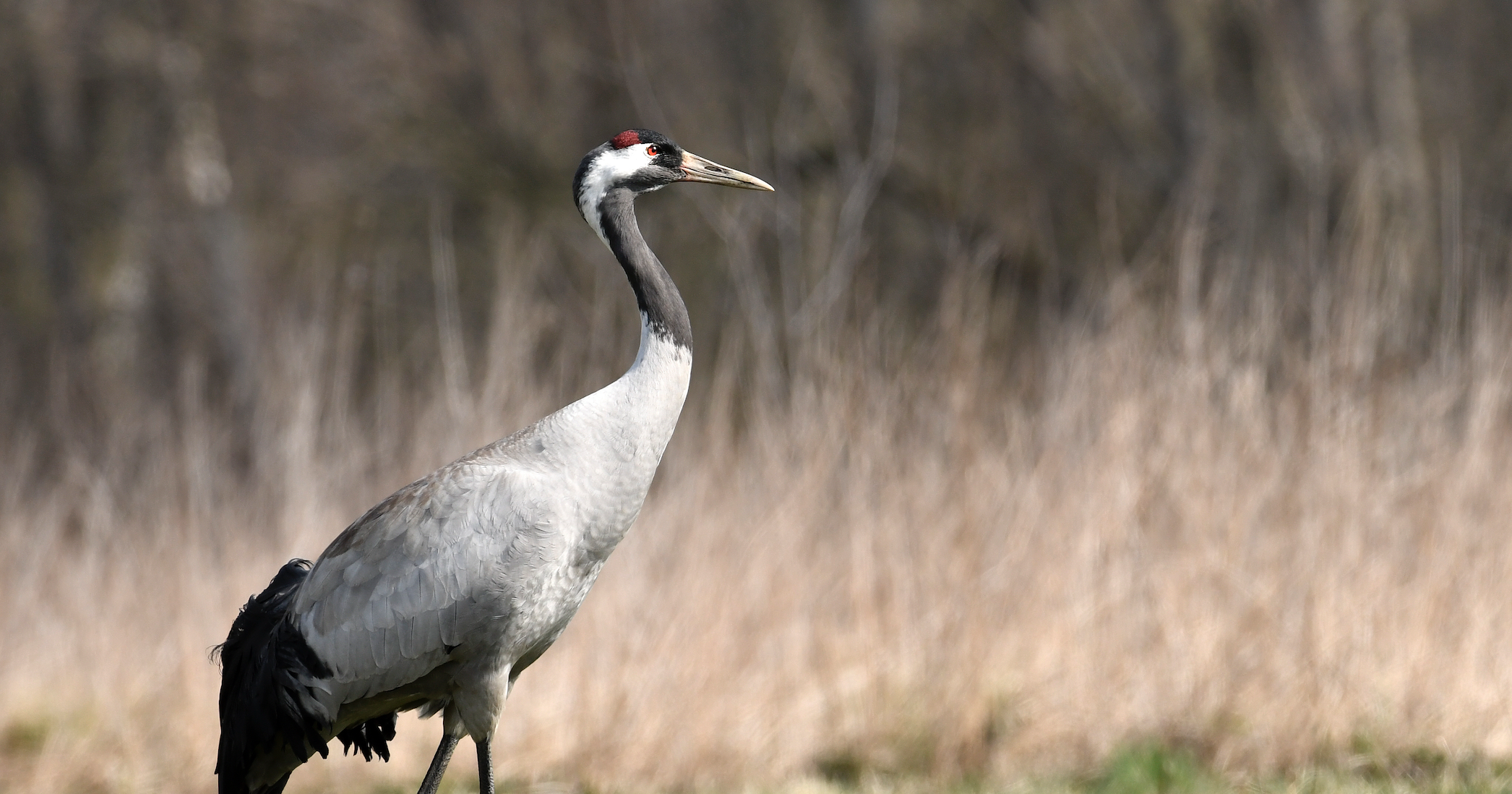 Nu får den vilde natur lov til at gro i Store Vildmose, og tranen er allerede flyttet ind. Foto: Istock