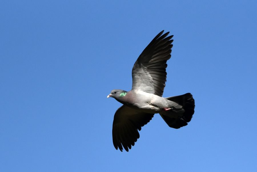 Hulduen er en af Danmarks fire duearter, og der er kommet flere af dem i landet. Foto: Pierre-Marie Epiney, Flikcr