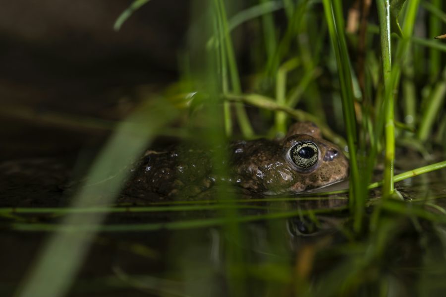 En strandtudse sonderer terrænet. Foto: Aurélien Salesse CCBY