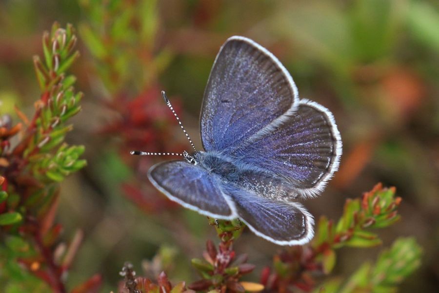 Bølleblåfuglen har sit navn, da dens larver blandt andet lever af mosebøllebær. Foto: Pia Odgaard/Den Danske Naturfond