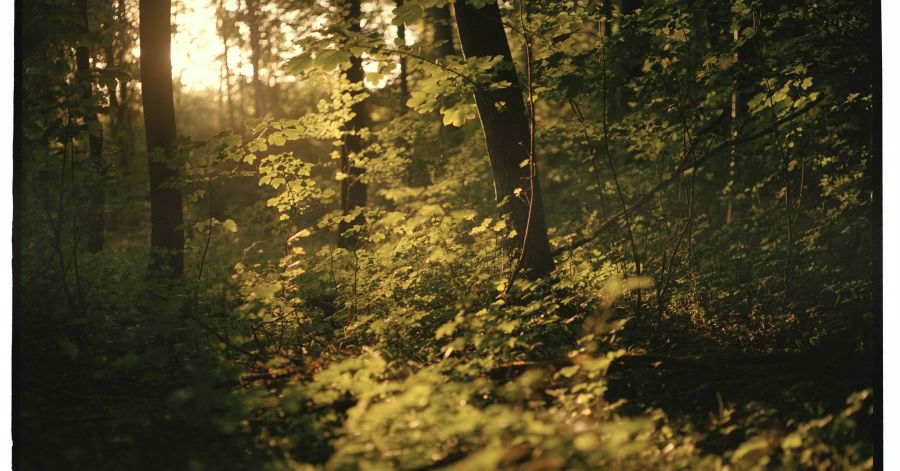 En tiendedel af Frejlev Skov skal nu stå urørt for altid, og det er der blevet lavet en årskalender ud af. Foto: Lasse Bak Mejlvang