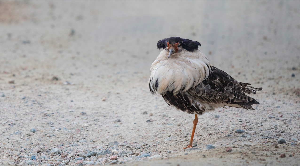 Efter naturgenopretning på Mandø er der nu flere ynglede brushaner. Foto: Hans Norelius