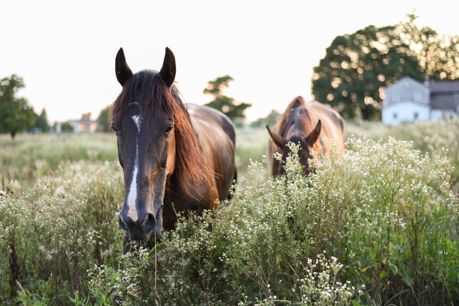 Vilde heste kan æde og nedtrampe invasive planter, som truer biodiversiteten. Foto: Julissa Helmuth